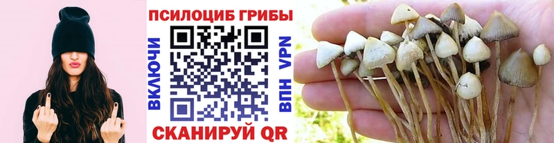 Псилоцибиновые грибы MAGIC MUSHROOMS Данилов